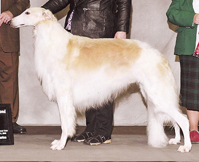 Top Conformation Borzoi 2009